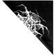 Бандана Darkthrone (logo) Зображення